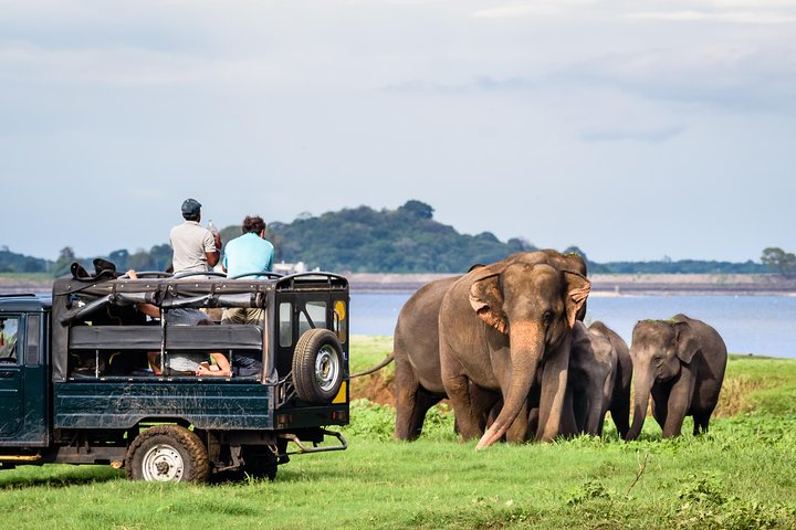 Elephant safari in Minneriya National Park